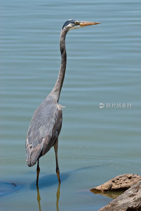 Blue Heron Wading